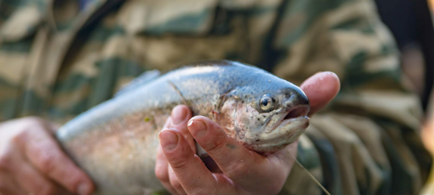 Форелеводам отказали в предоставлении участка на Остерозере в Карелии