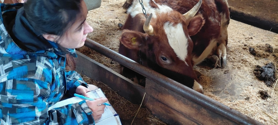Владельцев сельхозживотных в Карелии предупредили об усилении ветеринарного контроля