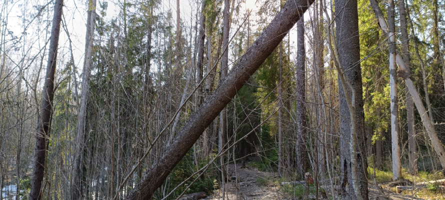 Петрозаводчан научат пользоваться компасом и рацией