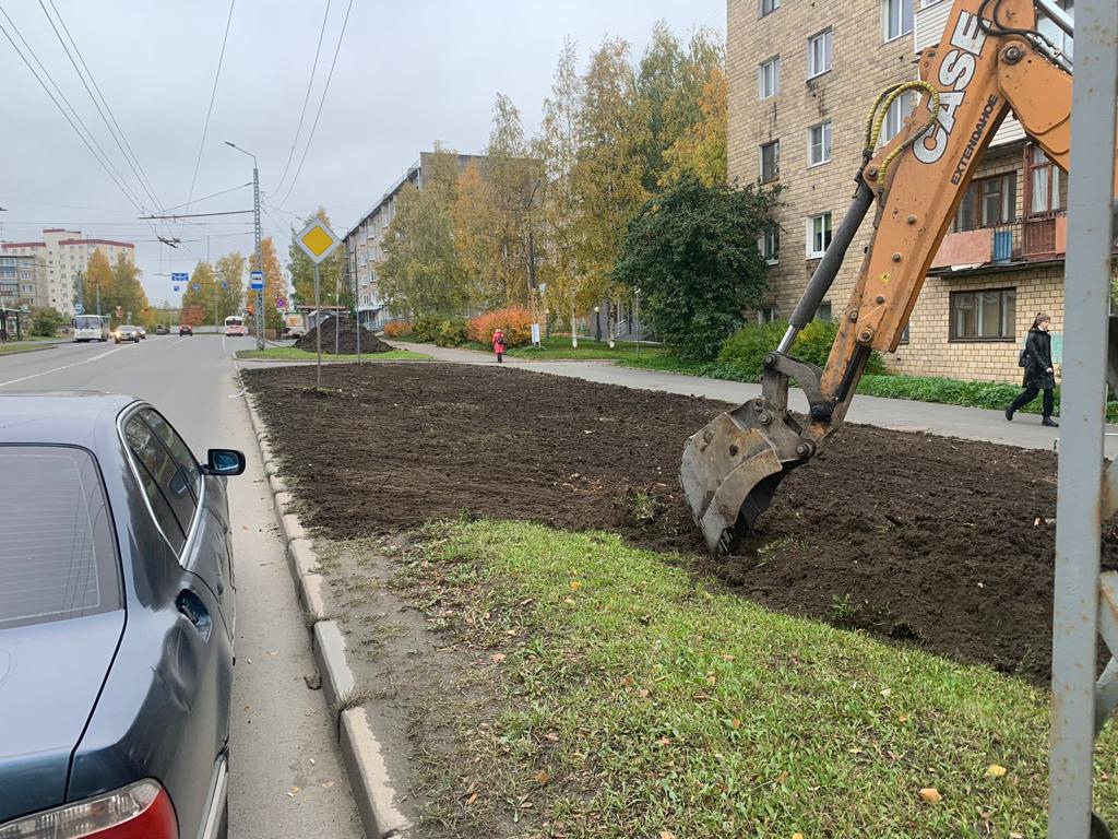 Стало известно, где в Петрозаводске деревья срубят и где посадят | СТОЛИЦА  на Онего