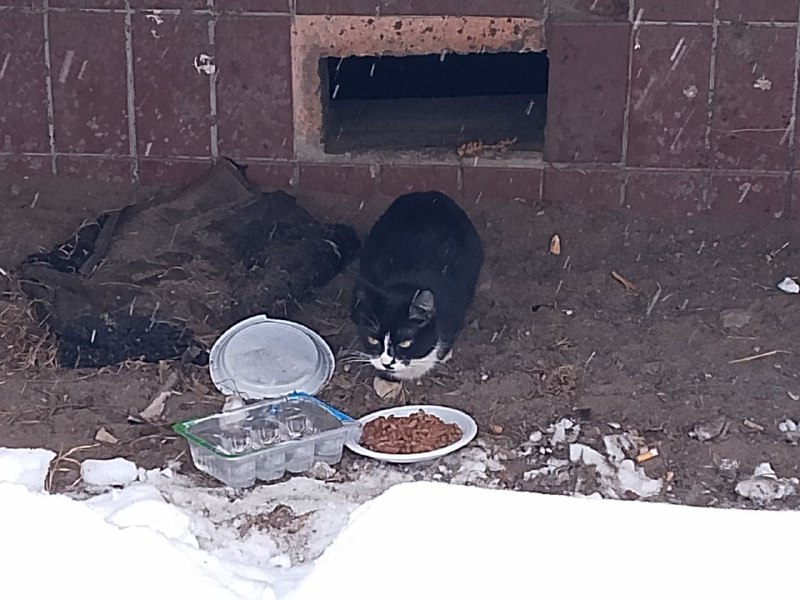 Школьница из Петрозаводска рисует портреты животных за корм для бездомных кошек