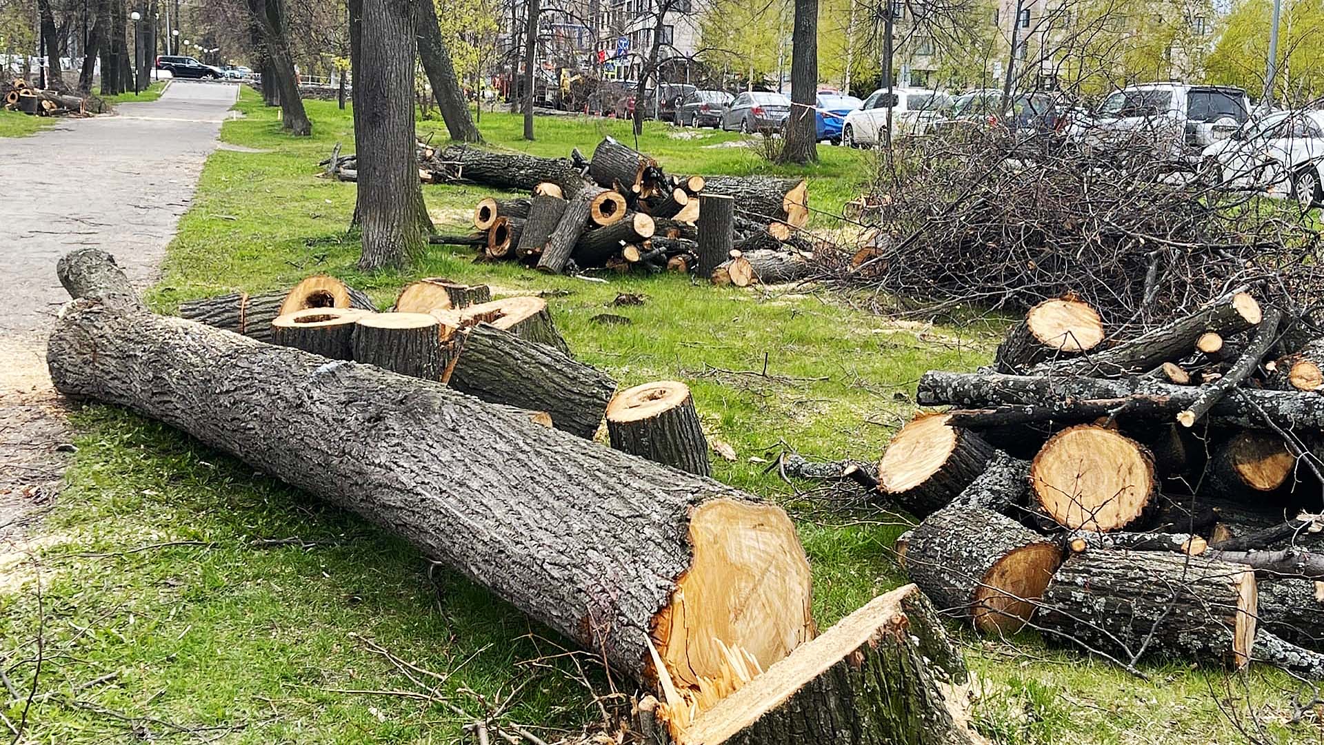 Вырубки деревьев в парке Гези в центре Стамбула