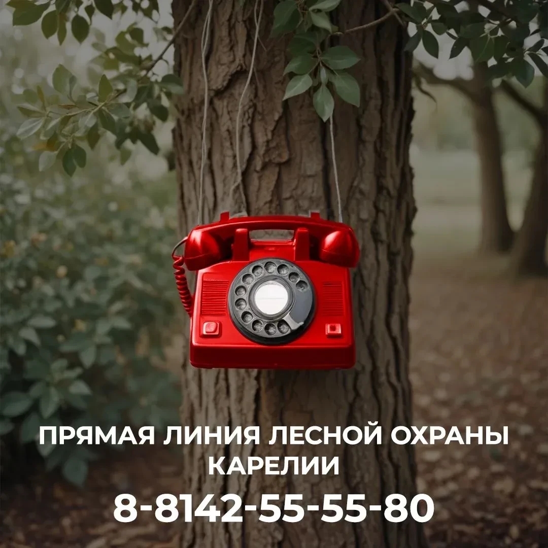 В Карелии начался пожароопасный сезон