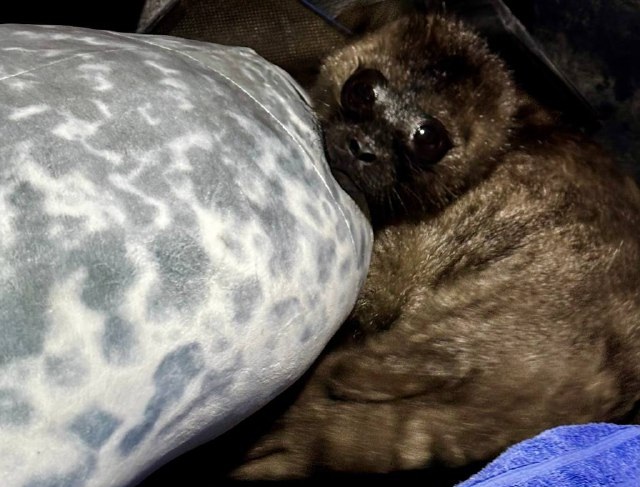 Новорожденного детеныша нерпы спасли от чаек в Карелии