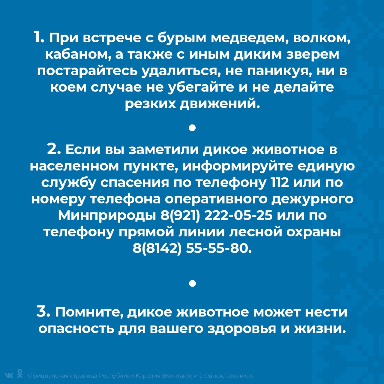 В Костомукшском городском округе за месяц добыто 3 волка | Спецпроект  Столица на Онего