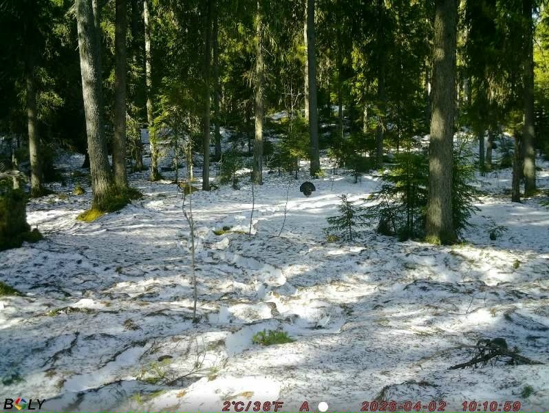 Глухарь попал в объектив фотоловушки в Киваче
