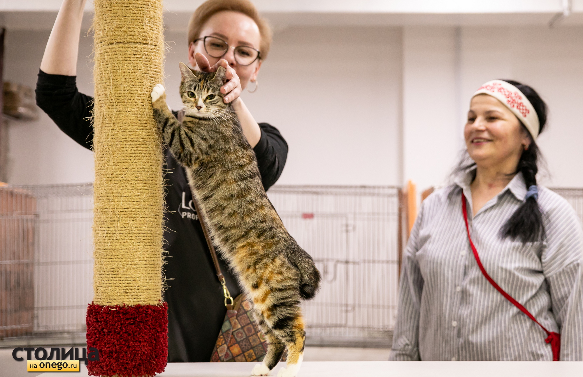 Международная выставка кошек «ЧемпионКэт Весна 2026» прошла в Петрозаводске