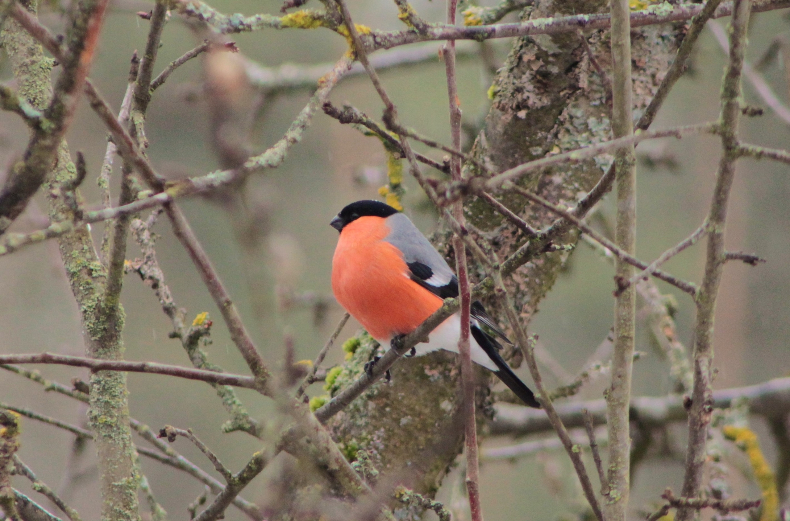 Минприроды напомнило, что сегодня празднуется День снегиря