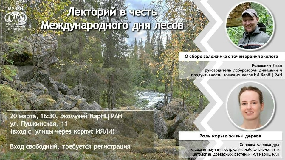 О правилах сбора валежника расскажут ученые в преддверии Дня лесов