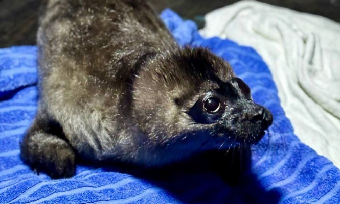 Краснокнижных нерп подсчитают в Ладожских шхерах