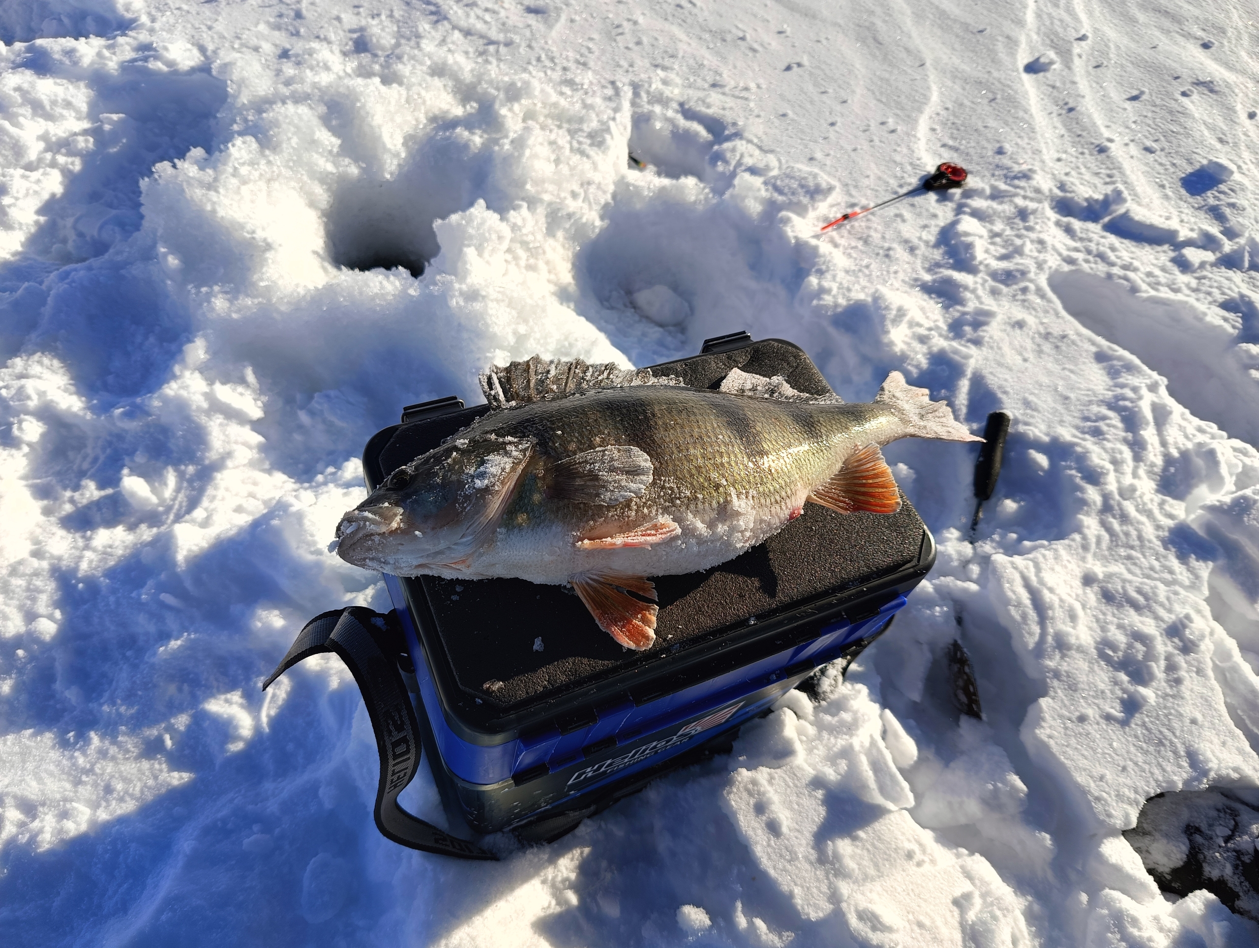 Почти двухкилограммового окуня поймали в Сямозере на блесну