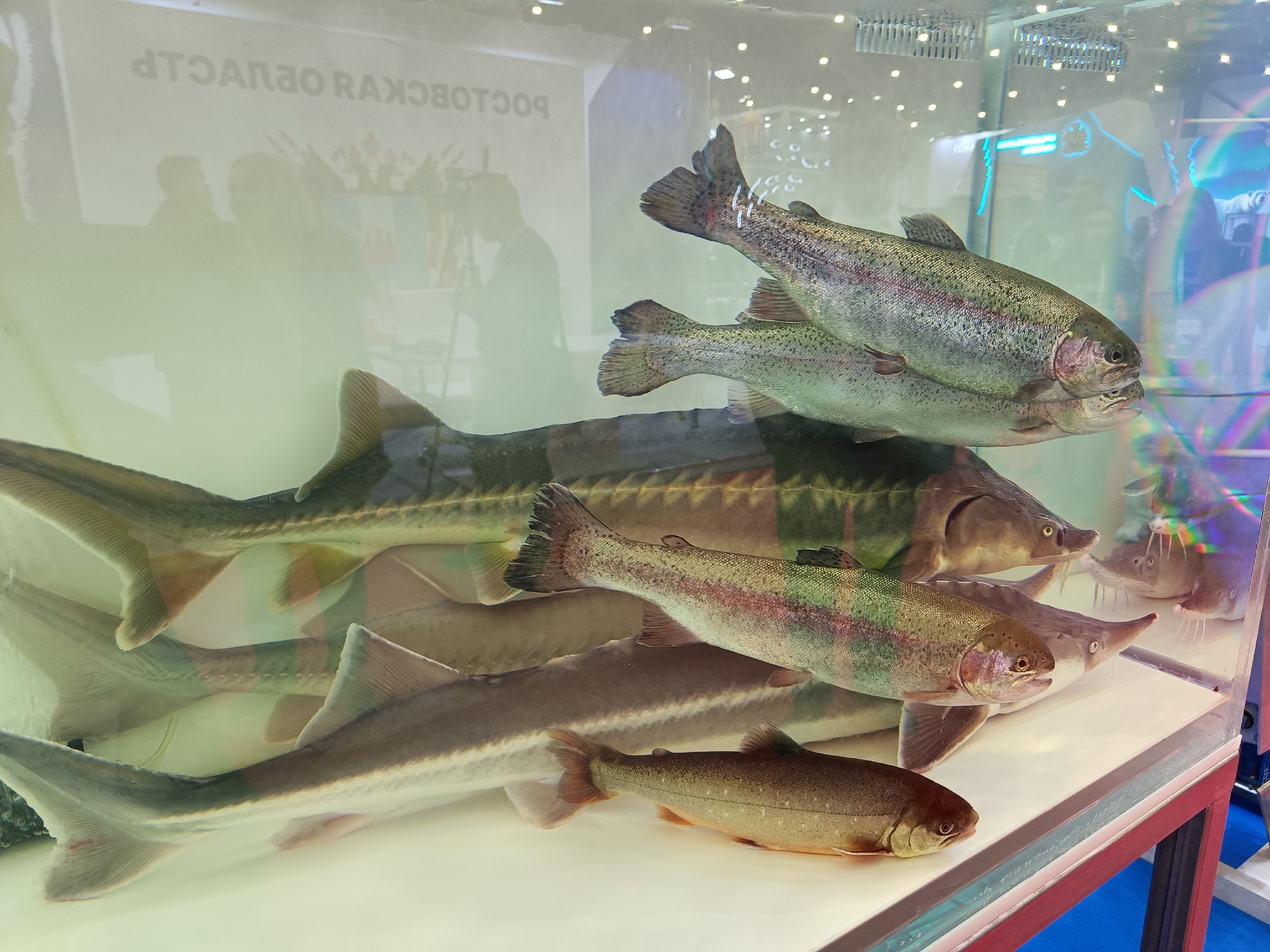 Наталья Соколова