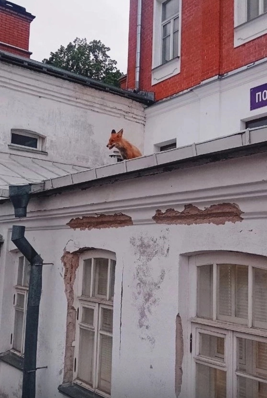 Лисица забралась на крышу известного монастыря в Карелии | 07.07.2024 |  Новости Петрозаводска - БезФормата