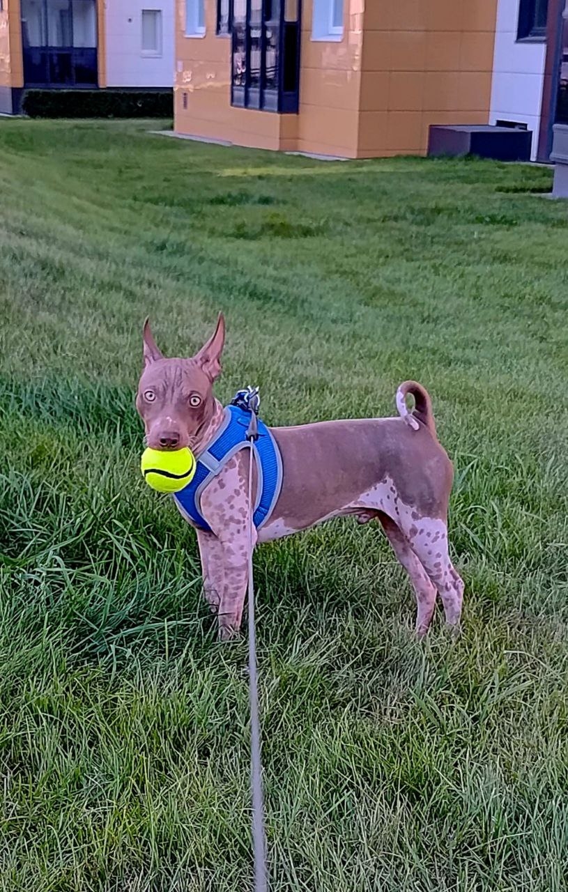 «Я испытала сильный стресс»: хозяйка голого терьера рассказала о нападении на ее питомца бойцовской собаки