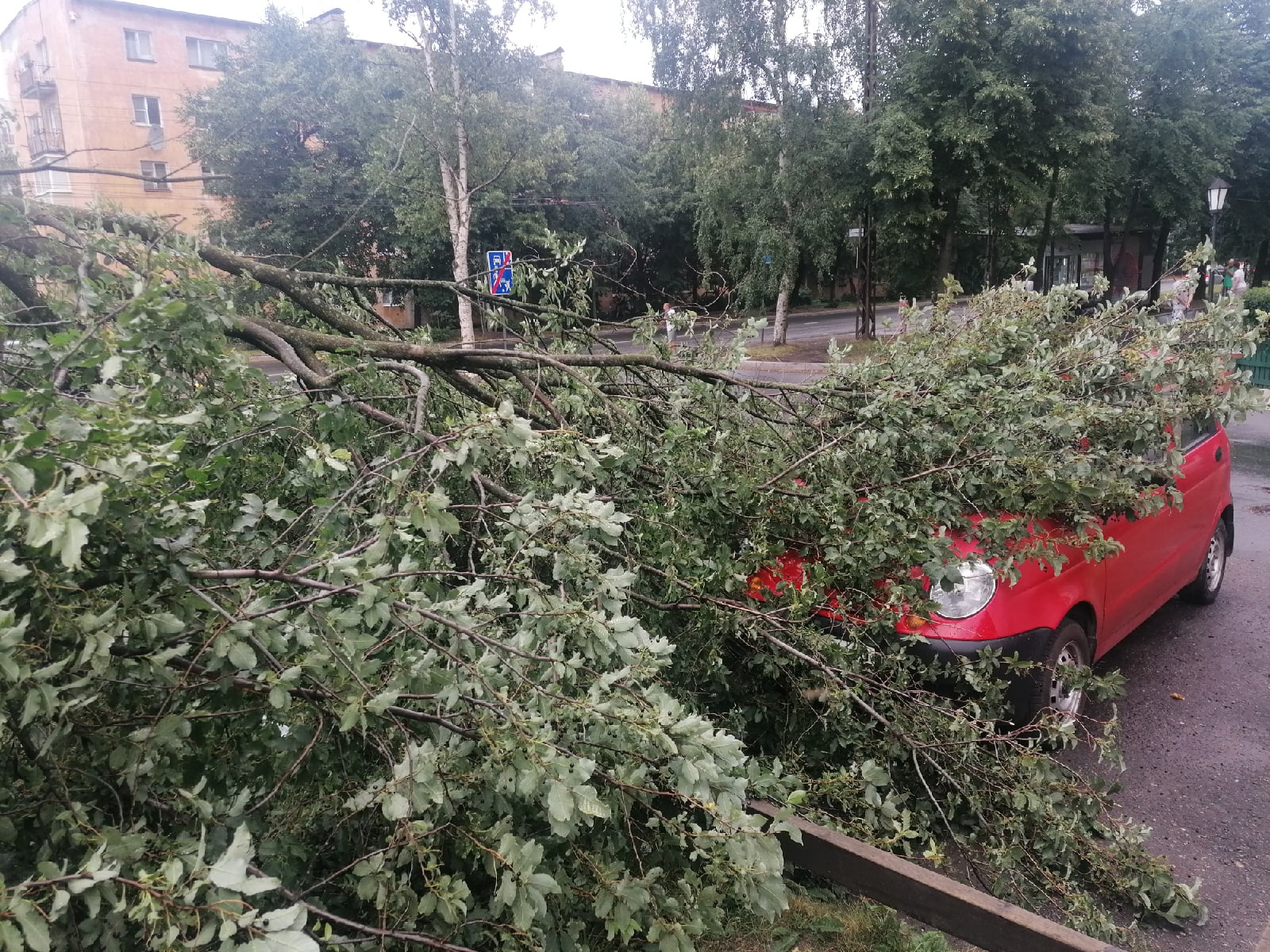 Во время грозы в Петрозаводске дерево упало на машину (ФОТО) | СТОЛИЦА на  Онего