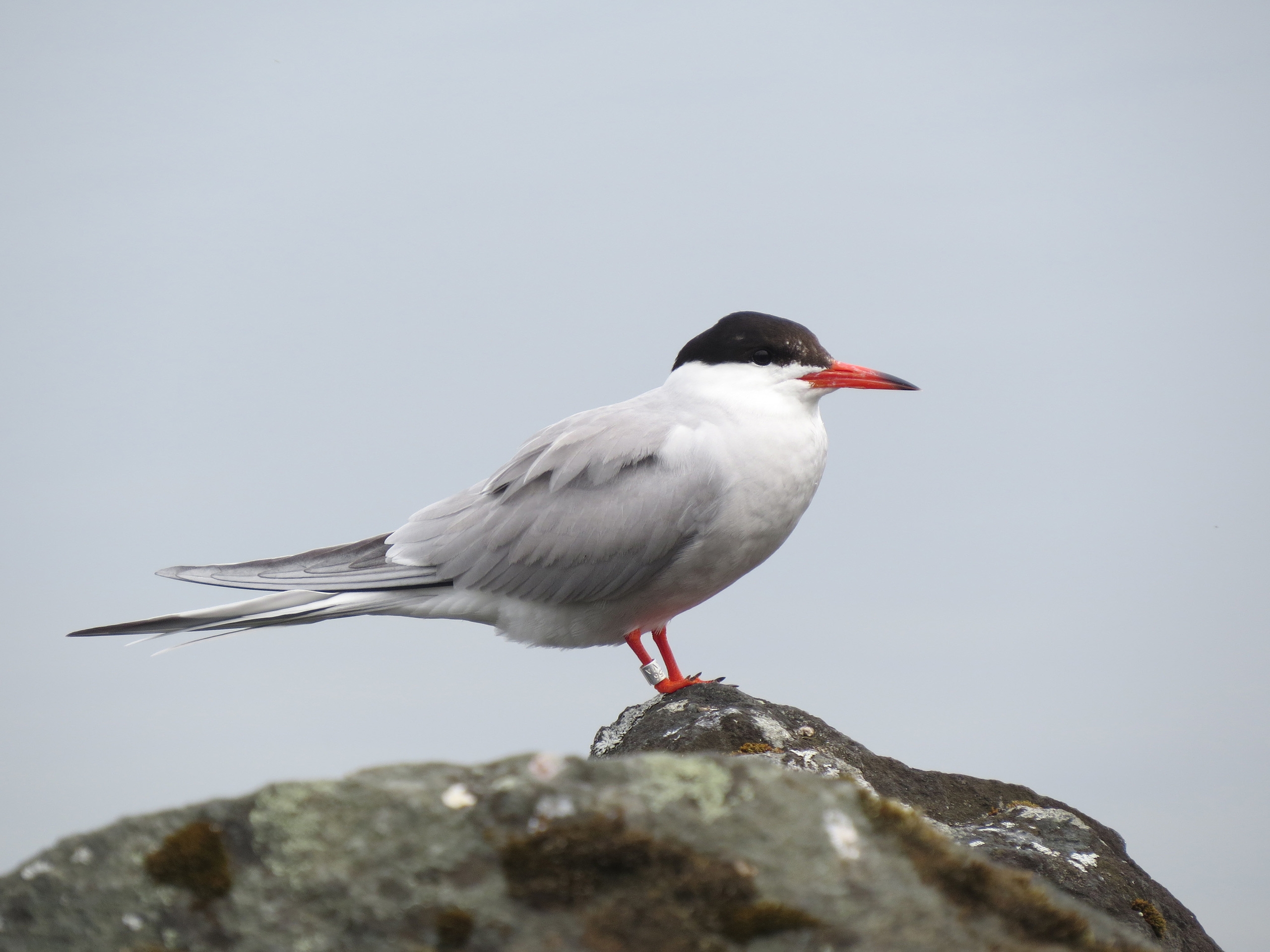 В заповеднике «Кивач» кольцуют пернатых