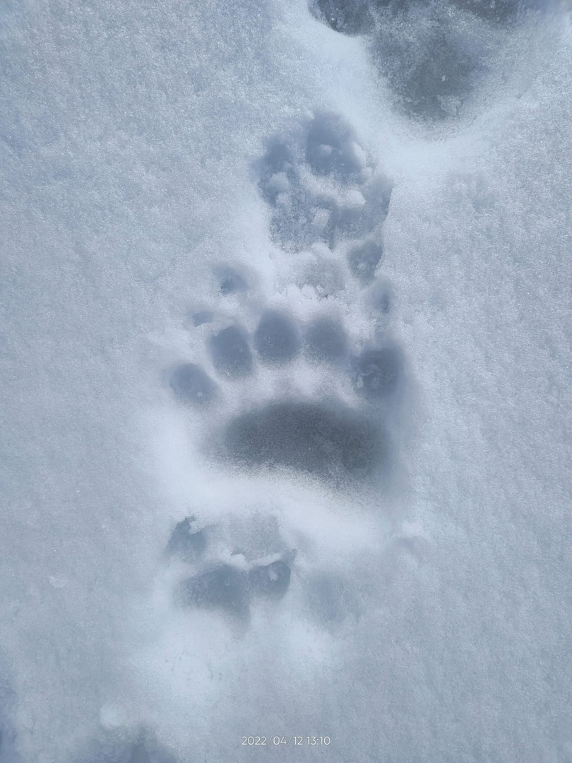 Волчьи следы фото на снегу отличие