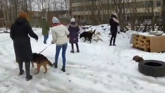 Приют дорога. Дорога домой приют СПБ. Приют 03 дорога домой. Приют дорога домой Салехард фото здания. Калуга приют дорога домой кошки фото.