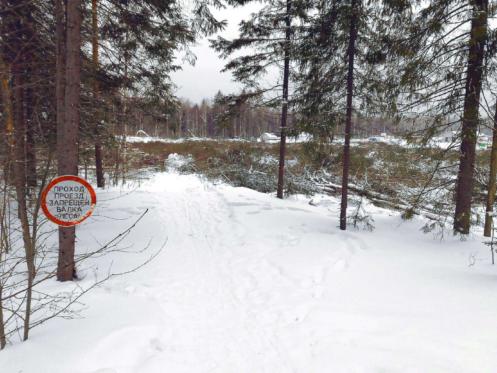 Стало известно, почему вырубили лес в Университетском городке в  Петрозаводске | СТОЛИЦА на Онего