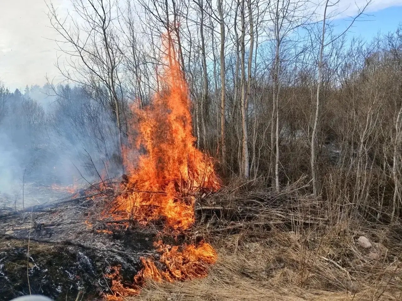 Возгорания травы площадью 1550 м² потушили за день в Карелии