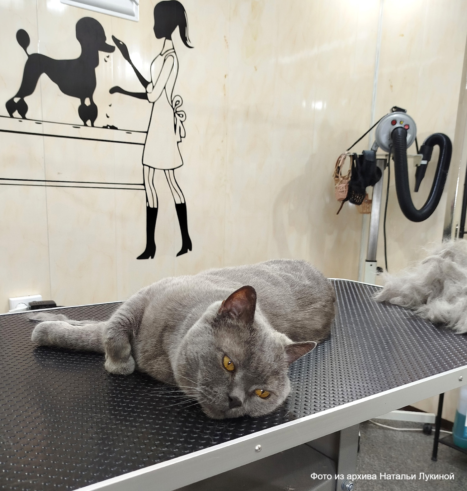 «Это не бизнес, это любовь»: карельский грумер рассказала о своей работе