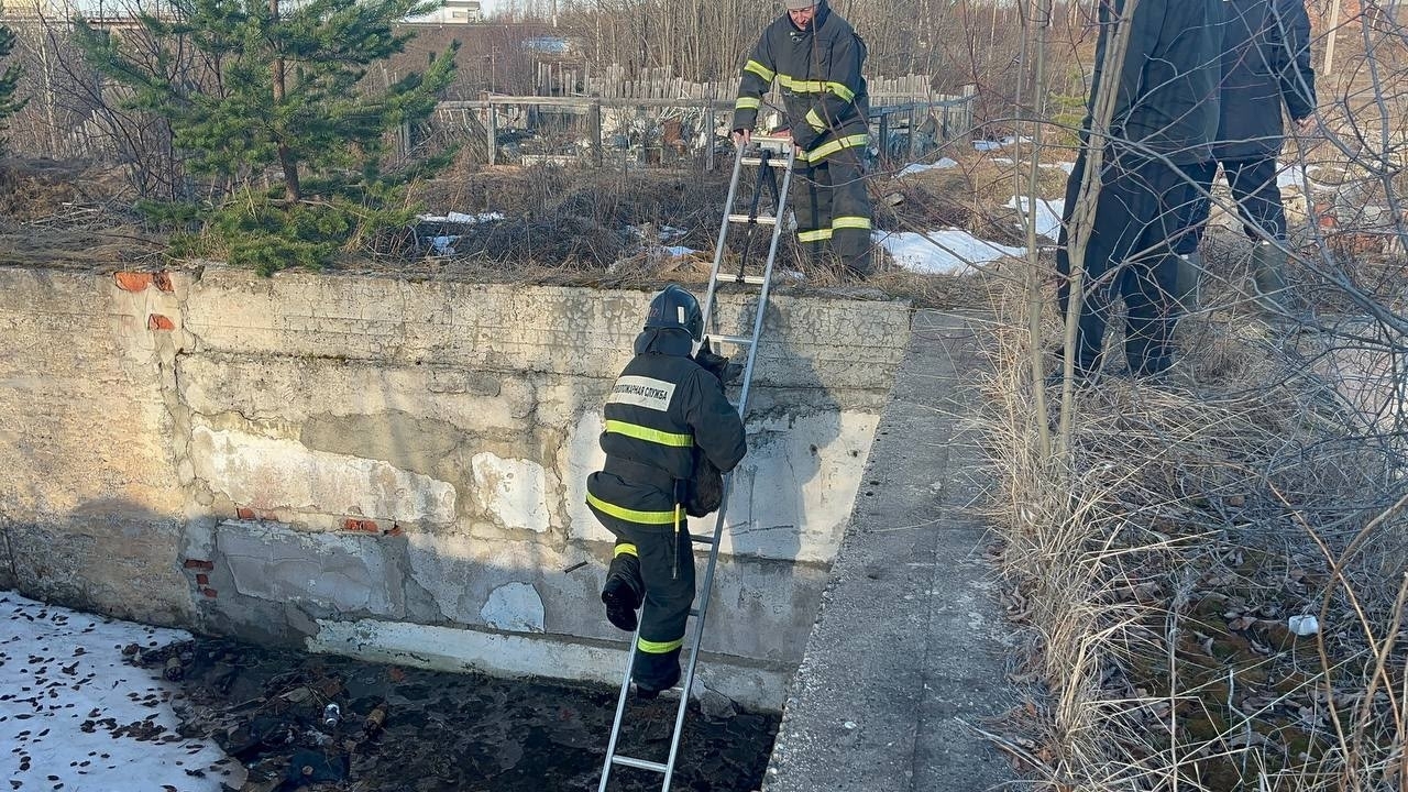 В Кеми собака упала в фундаментную яму