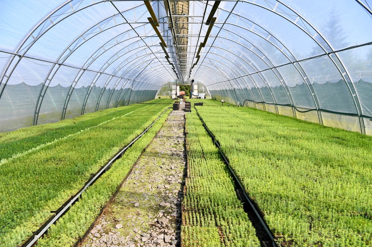 Почти 25 тысяч гектаров тайги восстановят в Карелии в 2026 году