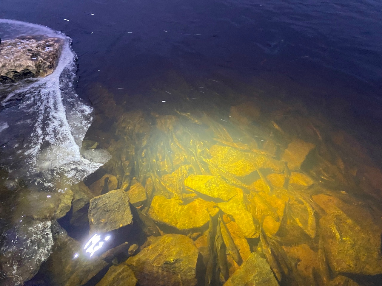 Более 2 тысяч мальков лосося выпустили в реки Шуя и Кемь