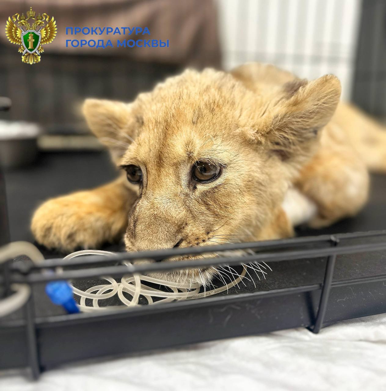 Истощенного львенка со сломанными лапами забрали у жителя «Москва-Сити»