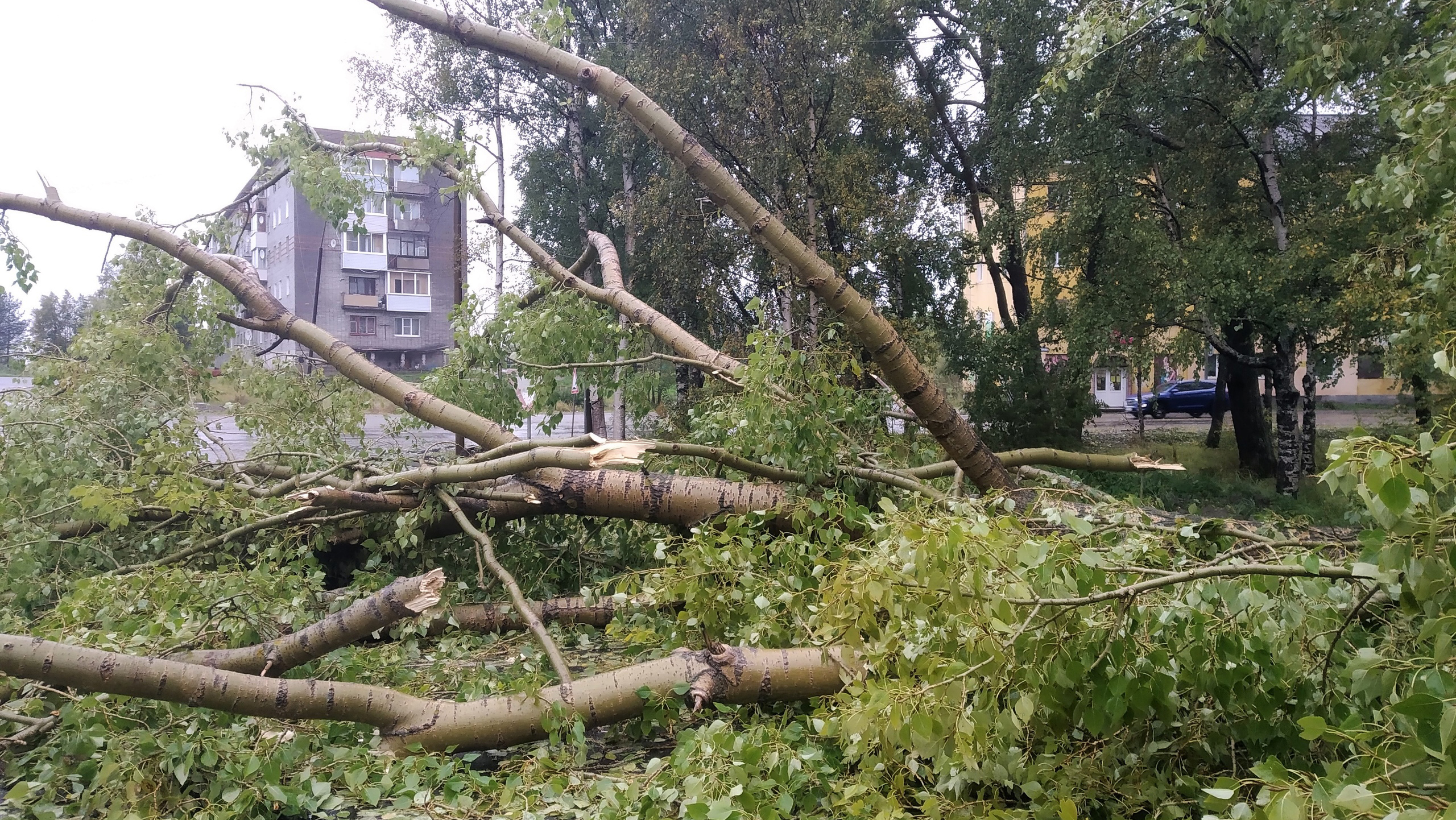 Можно сломать дерево. Поваленное дерево. Упавшее дерево в городе. Сломанное дерево. Ураган деревья.