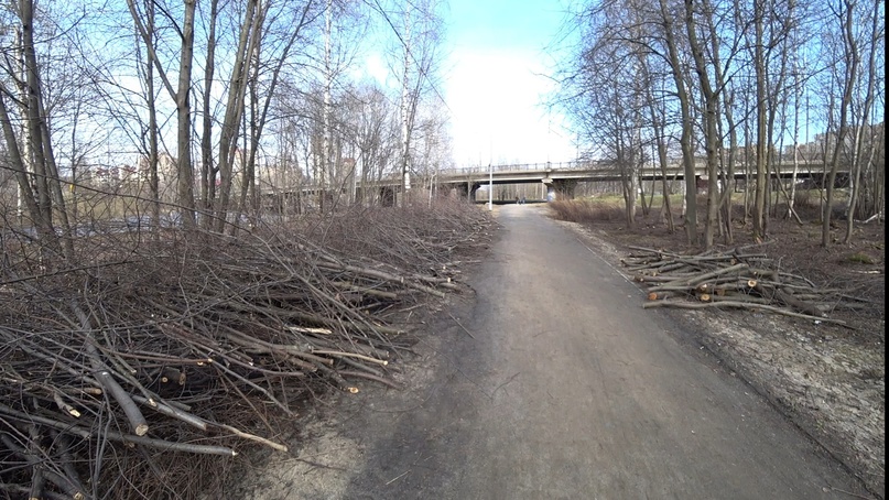 «Почему вырубили сотни деревьев»: горожане удивились вырубкам в центре Петрозаводска