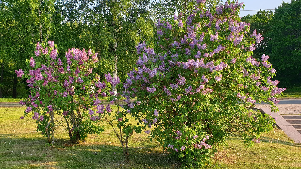 Кусты на набережной