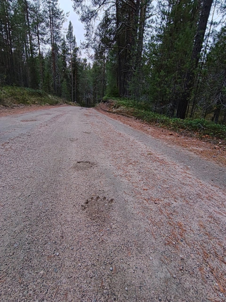 Гнездовья для птиц установят в Национальном парке «Паанаярви»