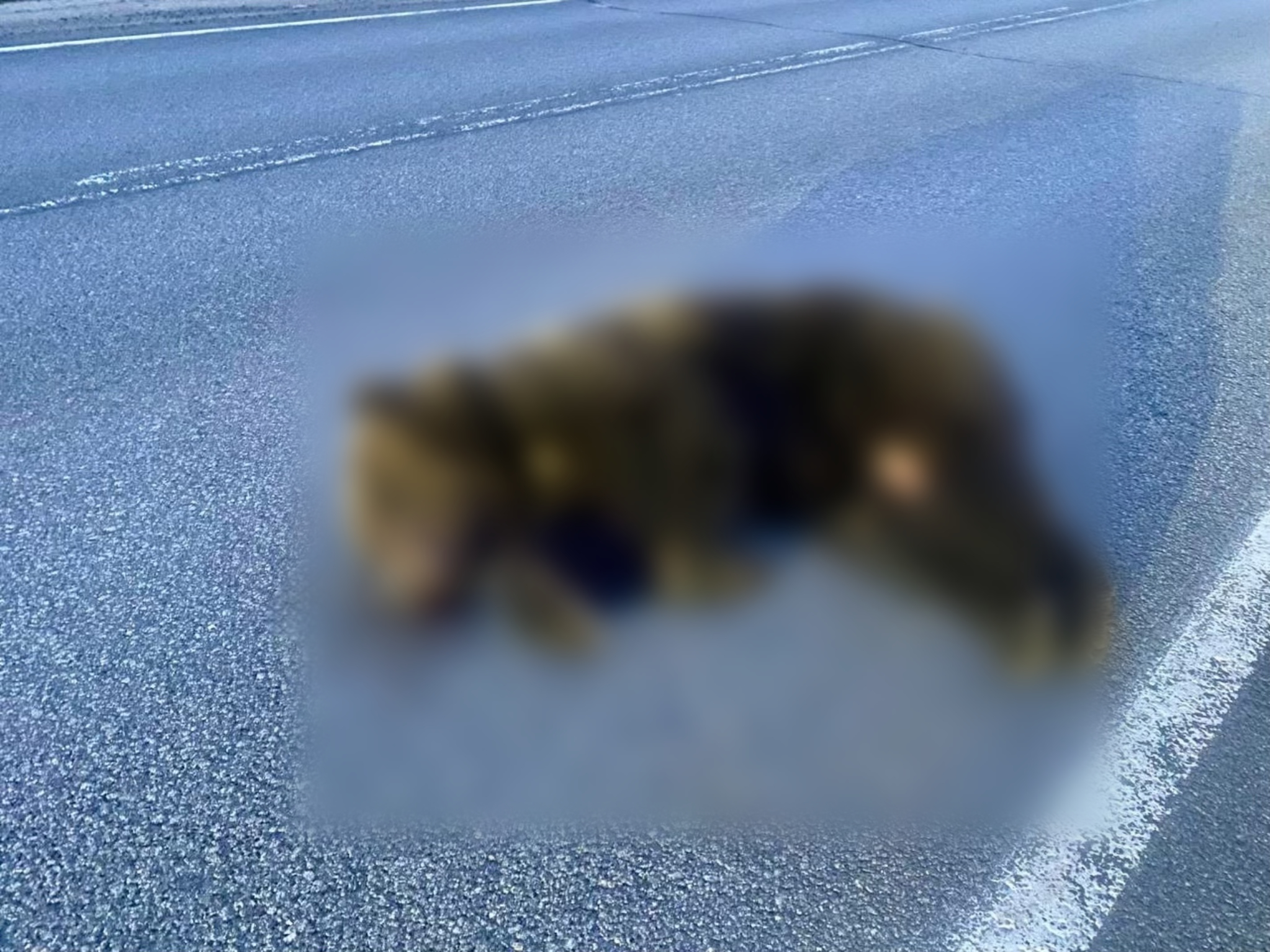 Медведя сбили на трассе в Карелии