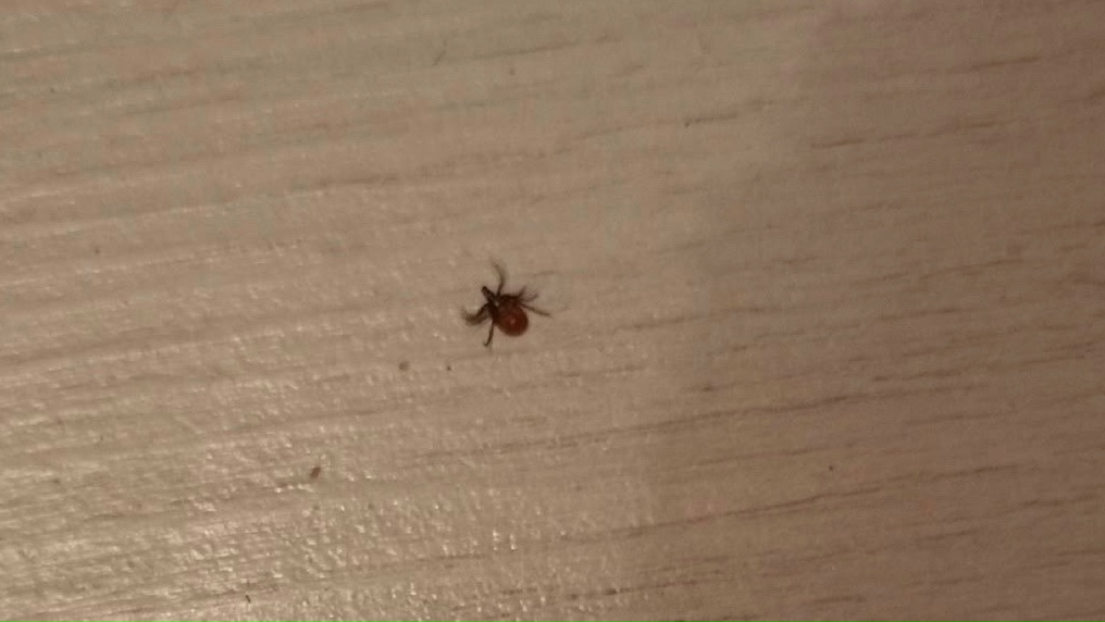 Жители Карелии заметили первых клещей