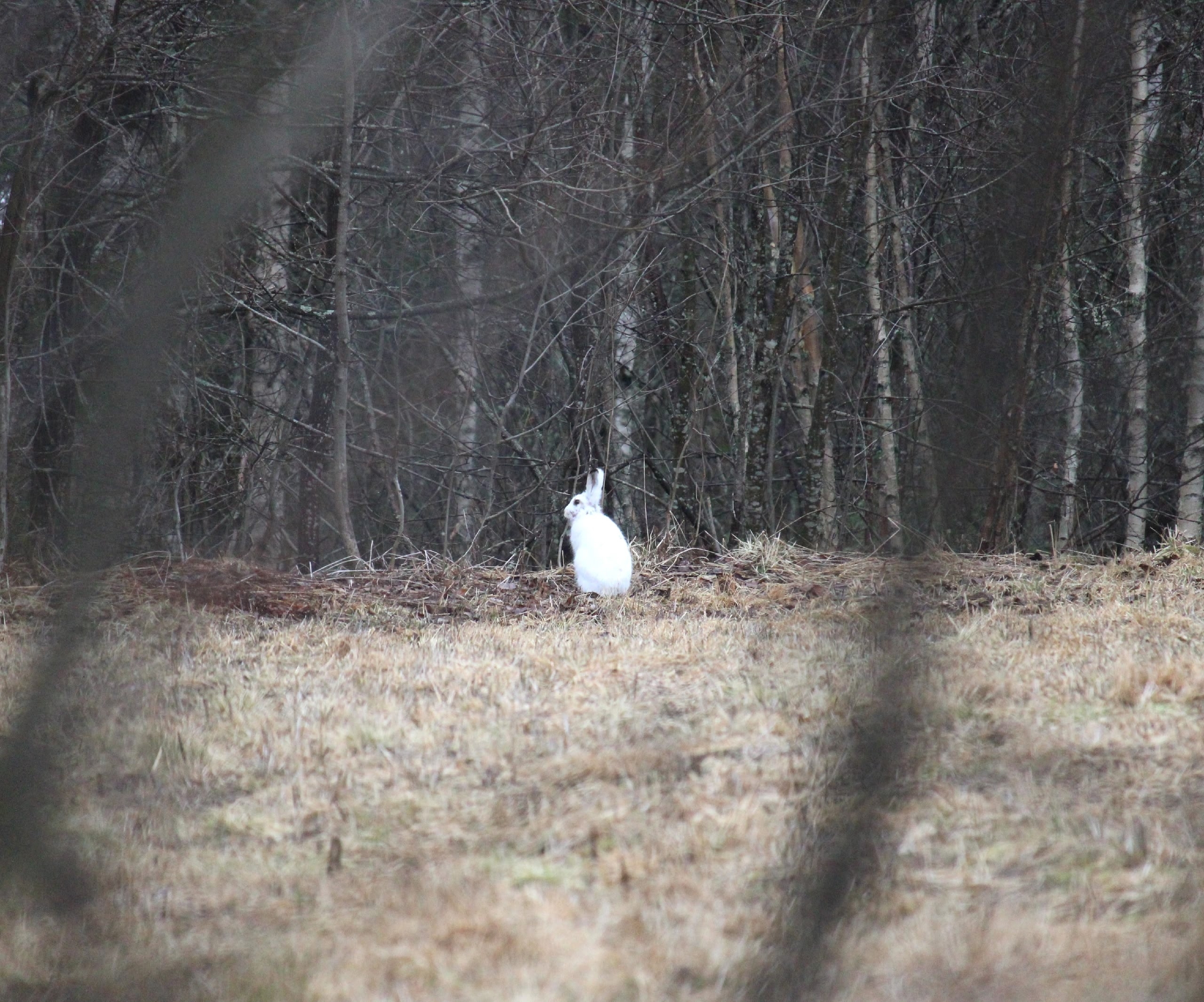 Заяц-беляк вышел к жителям деревни в Олонецком районе