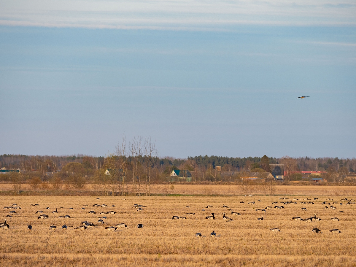 Олонецкая стоянка гусей и казарок нуждается в особой защите