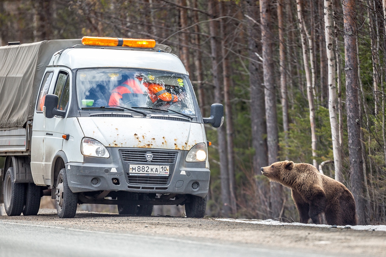 ФОТО: Фотохудожник из Карелии рассказал, как снимать медведя в 